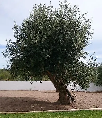 Casa Oliveiras Alvados